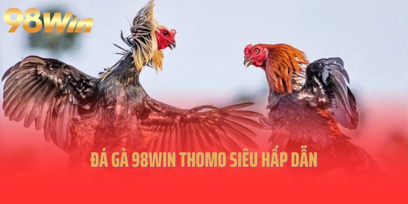 Đá gà 98Win Thomo siêu hấp dẫn